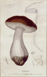 Boletus edulis, illustration pour une édition de 
